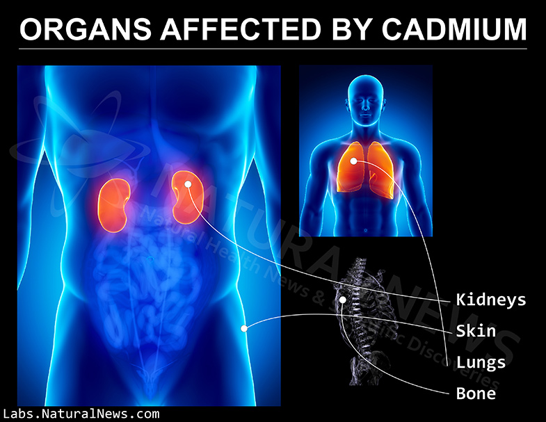 Organs Affected By Cadmium Forensic Food Lab